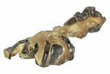 Fossil Mud Lobster (Thalassina) - Australia #95776-2